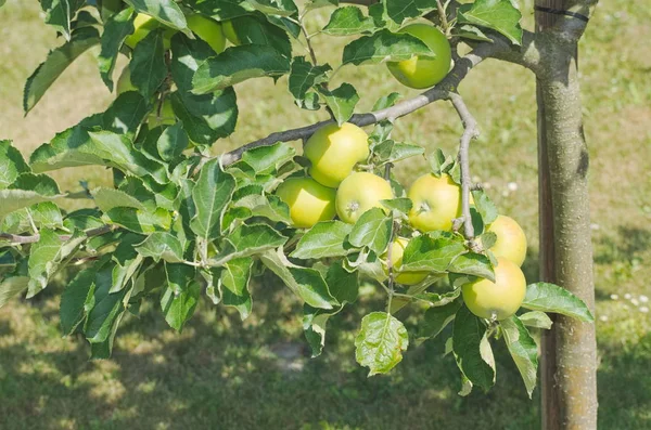 緑のリンゴの木 — ストック写真