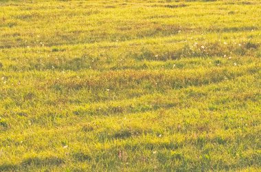 aydınlık yaz çayır