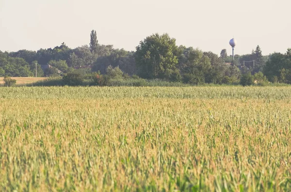 European Farmland with Corn Field — Stock Photo, Image