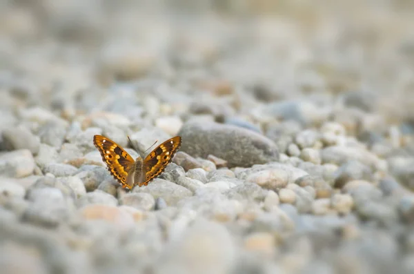 Butterfly on Pebble Ground — Stock Photo, Image