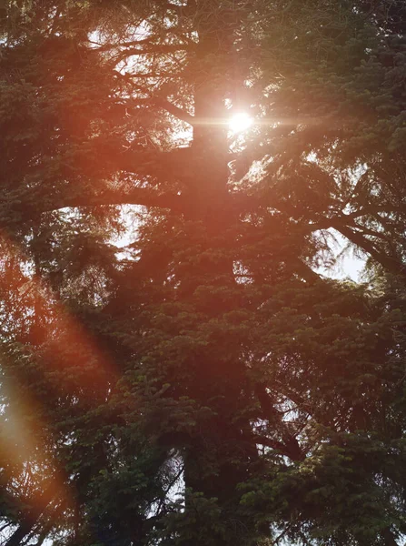 Late Afternoon Orange Sunshine Thru Old Giant Pine Tree