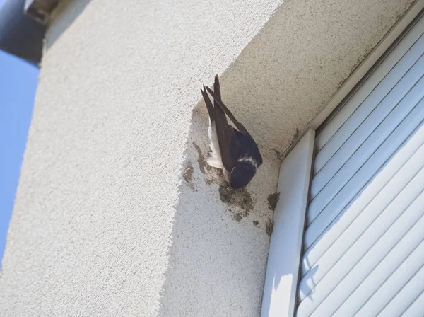 Scheunenschwalben Bauen Nest Der Fensterecke — Stockfoto