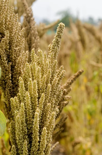 Plant quinoa in peruvian andes