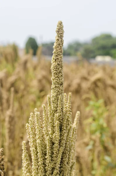 Plant quinoa in peruvian andes