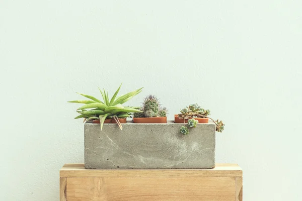 Plantas de cacto em vaso de cimento sobre fundo vintage . — Fotografia de Stock