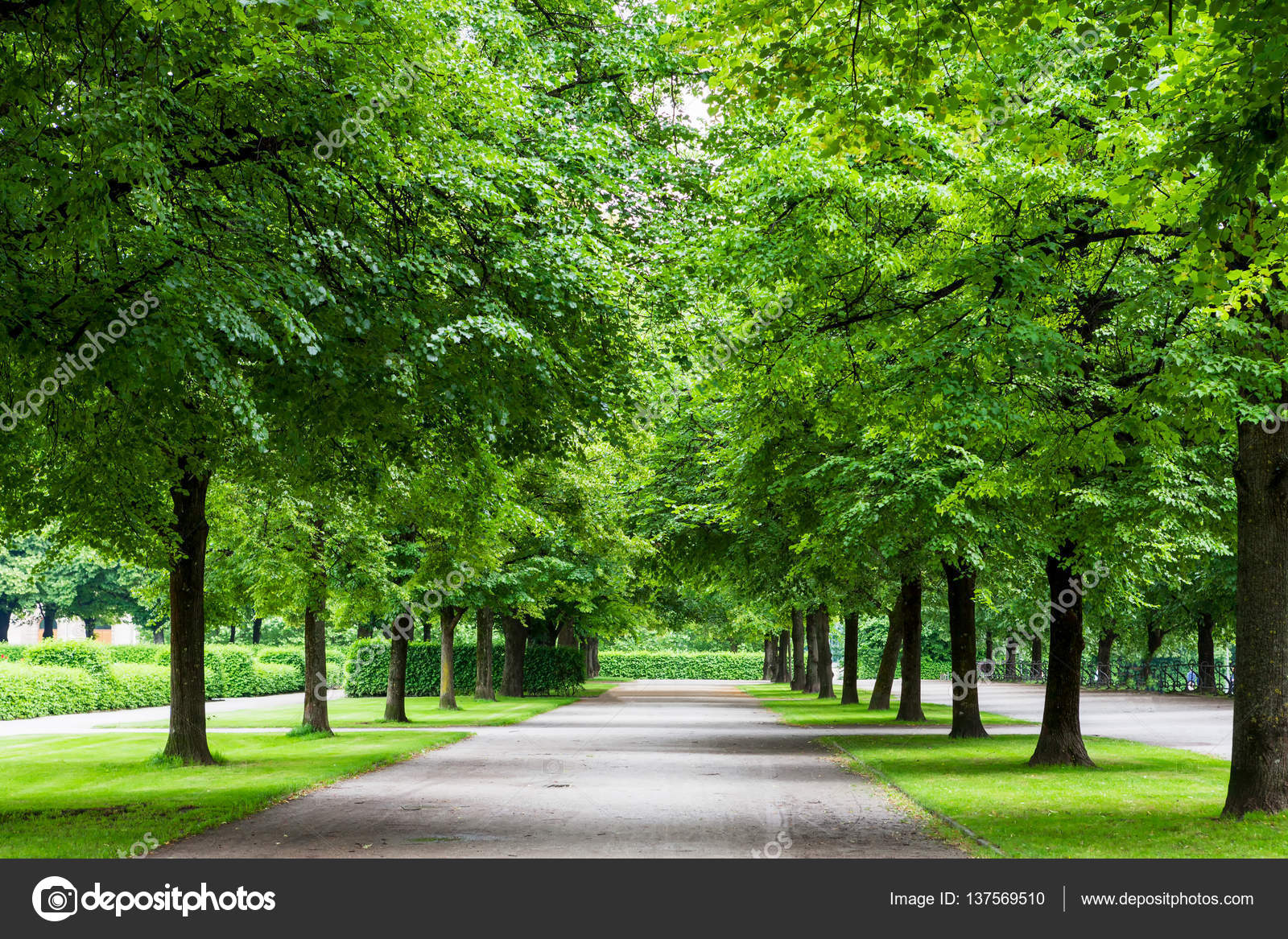 Big trees with road in park. Green nature background. Stock Photo by  ©tawanlubfah 137569510