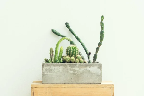 Рослини кактуса в цементному горщику на вінтажному фоні . — стокове фото