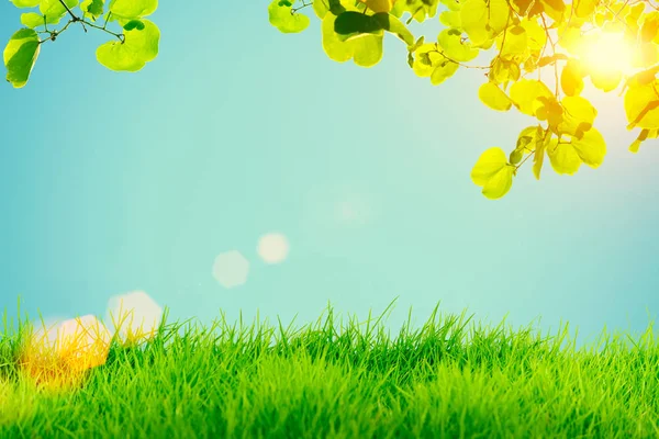 Hierba verde y hojas verdes con destello de sol en el cielo azul backgrou —  Fotos de Stock