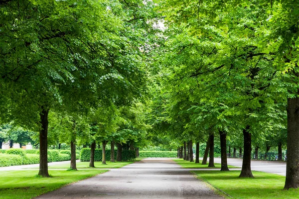 Park yolu ile büyük ağaçlar. Yeşil doğa arka plan.
