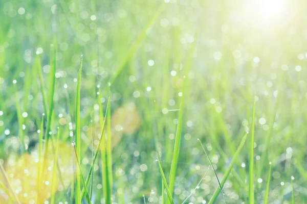 Weicher Fokus von Tautropfen auf grünem Gras am Morgen mit Sonneneinstrahlung — Stockfoto