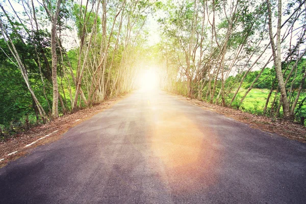 Estrada de asfalto país com árvore e brilho do pôr-do-sol. Filtro vintage — Fotografia de Stock