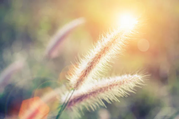Weicher Fokus der Grasblume mit Sonnenuntergang Licht und Fackel. Jahrgang — Stockfoto