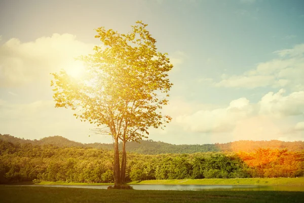 Baum bei Sonnenaufgang am Morgen mit Sonneneruption. Natur-Hintergrund. vi — Stockfoto