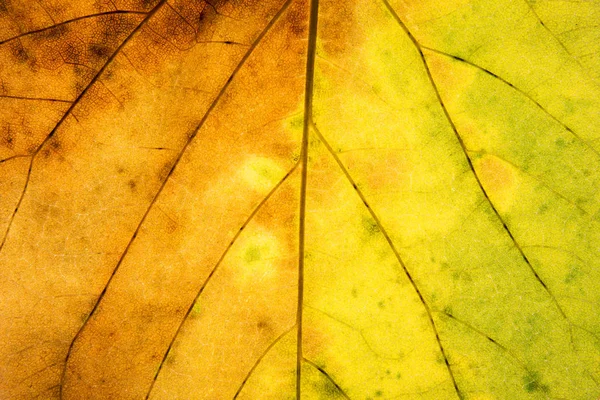 Abstract green and yellow leaf texture for background. — Stock Photo, Image
