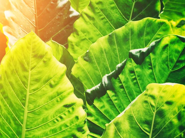 Zelené listy vzor v zahradě s teplým světlem. Abstraktní příroda — Stock fotografie