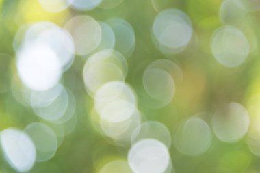 Yeşil bokeh bulanık doğa ve odak. Yakın çekim sanat abstra