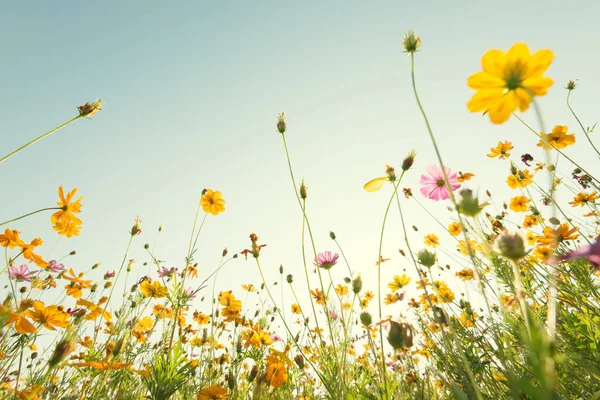 Nahaufnahme gelbe Kosmos Blume auf natürlichem blauen Himmel Hintergrund. fr — Stockfoto