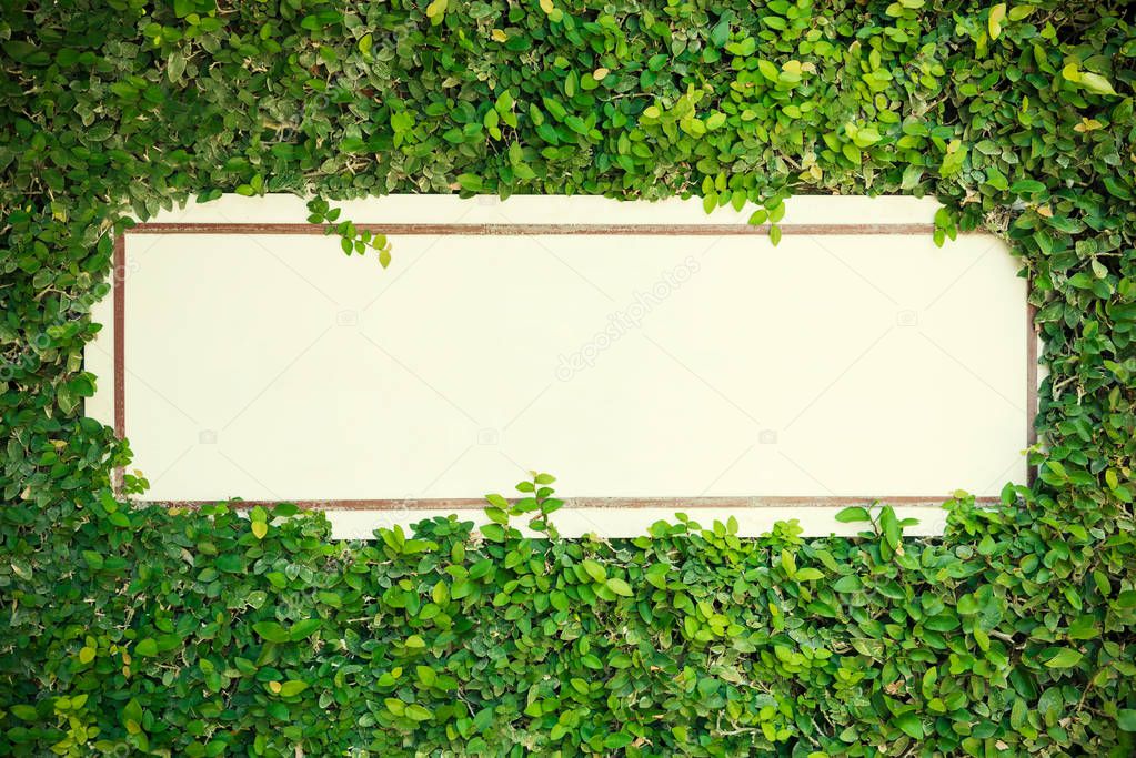 Empty white board with green leaves around corner. Abstract back