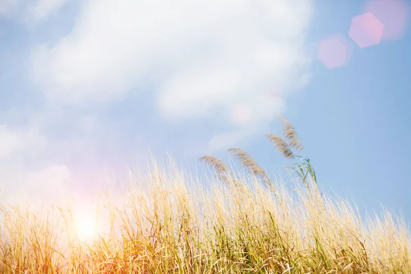 Goldene Stacheln Aus Gras Nahaufnahme Den Sonnenstrahlen Bei Sonnenaufgang Wald — Stockfoto
