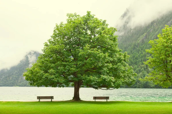 Empty Bench Autumn Mountain Lake Coast Bended Tree Mountains Horizon — Stock Photo, Image