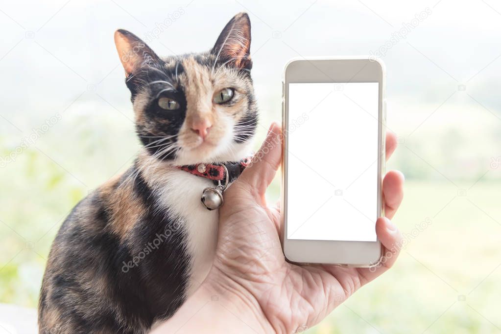 Hand holding smart phone with empty white screen for text and cat looking with green blured nature background at home. Connection technology concept.