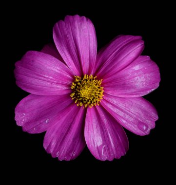 Siyah arka plan üzerine izole güzel pembe Cosmos çiçek
