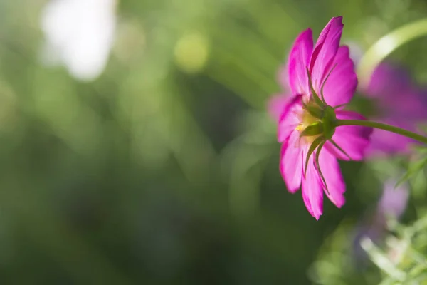 Flores de cosmos rosadas en el jardín, concepto de enfoque suave — Foto de Stock