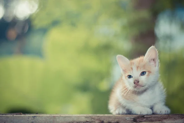Gatito sentado en el suelo de madera mirando en la parte superior —  Fotos de Stock