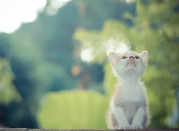 Kitten sitting on the wooden floor looking on the top — Stock Photo, Image