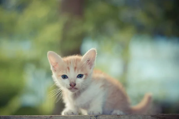 Petit chaton jaune assis sur une table en bois . — Photo