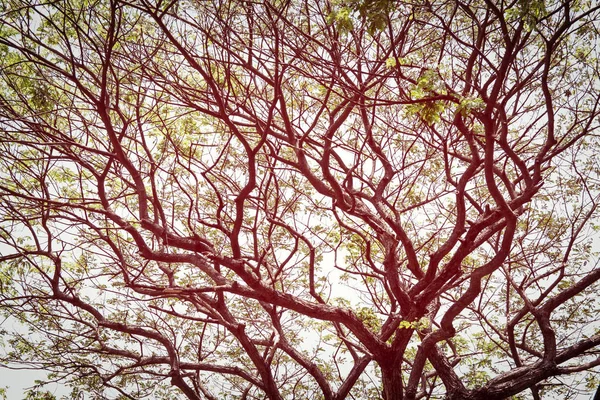 Gran árbol verde con rama magnificar — Foto de Stock