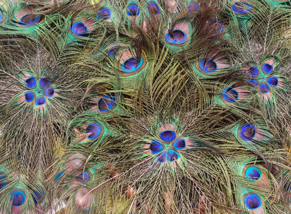 Beautiful feather of peacock. — Stock Photo, Image