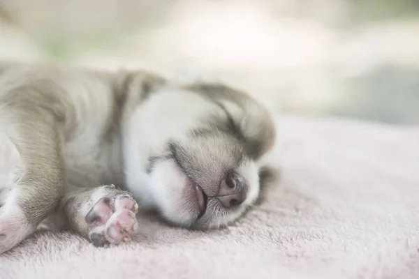 Adorable Small Puppy Relaxing on bed. — Stock Photo, Image