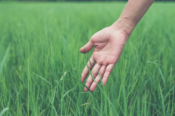 Young woman hand touching enjoy with green grass. — Stock Photo, Image