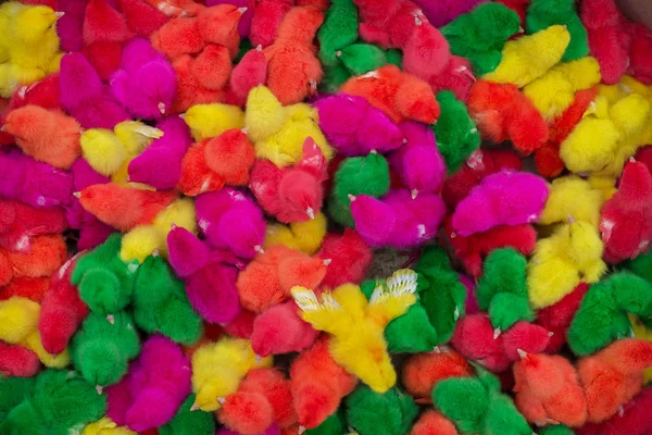 Colorido de lindo pollito bebé contra fondo blanco . — Foto de Stock