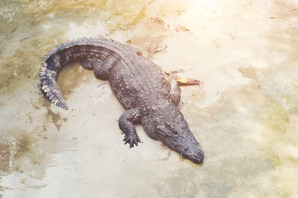 Das Krokodil Ist Krokodil Der Teich Ist Nah — Stockfoto
