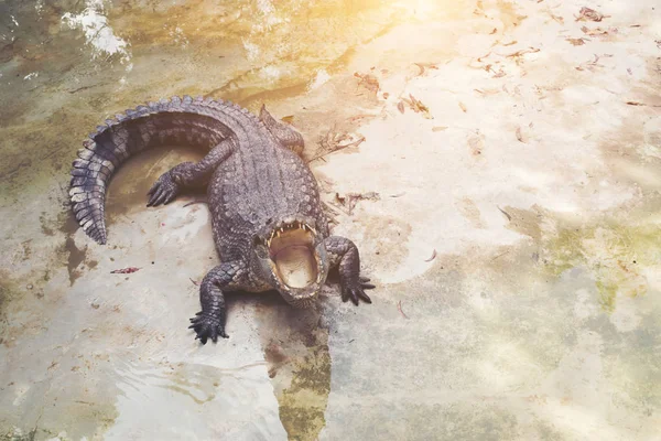 Crocodilo Está Crocodilo Lagoa Está Perto — Fotografia de Stock