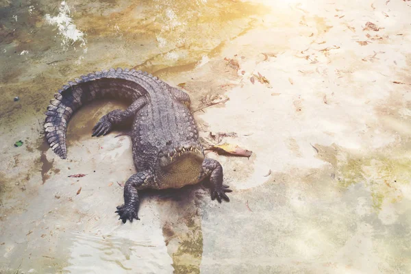 Crocodilo Está Crocodilo Lagoa Está Perto — Fotografia de Stock