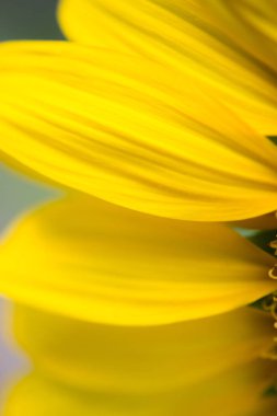 Ayçiçeği parçası yakın çekim.