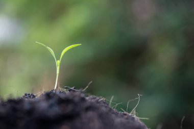 Genç Fideler, yakın büyümek.