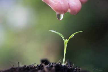 Fidan kadın ile yetiştirilen eller sulama.