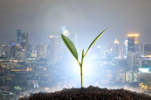 Doble exposición del árbol de los brotes, con fondo nocturno de la ciudad . — Foto de Stock