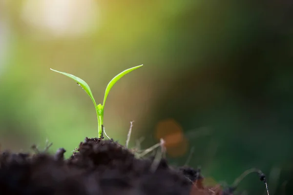 Hautnah Baby-Sprossen in der großen Natur — Stockfoto