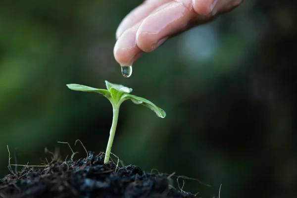 Primer plano mujer mano riego un verde joven planta — Foto de Stock