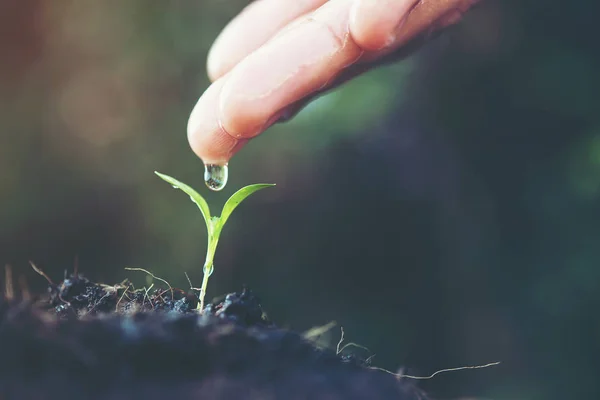 Primer plano mujer mano riego un verde joven planta — Foto de Stock