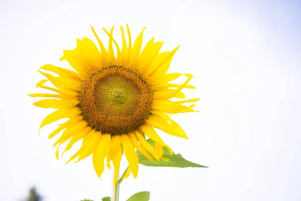 Hermoso girasol amarillo Naturalmente — Foto de Stock