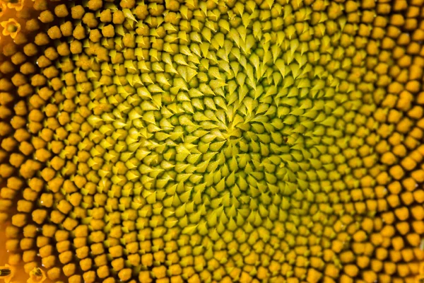 Detailní záběr středu slunečnice. — Stock fotografie