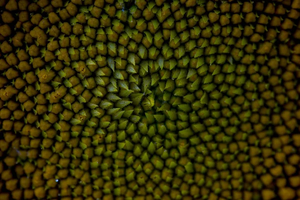 Close up middle of sunflower. — Stock Photo, Image