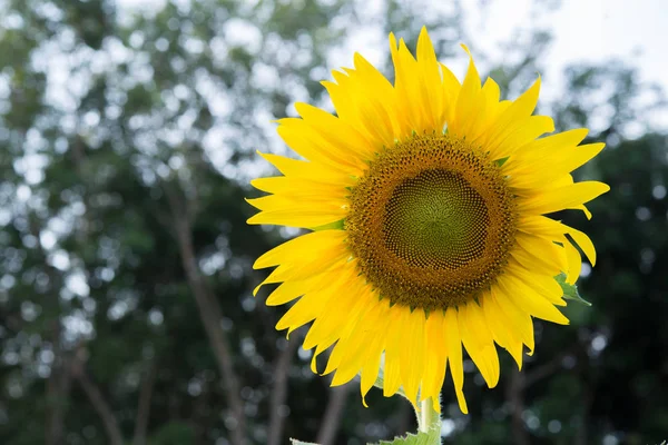 Hermoso girasol amarillo Naturalmente — Foto de Stock