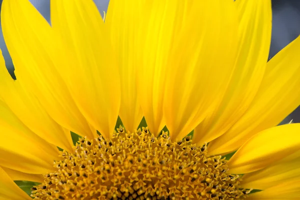 Nahaufnahme von Sonnenblumenteil. — Stockfoto